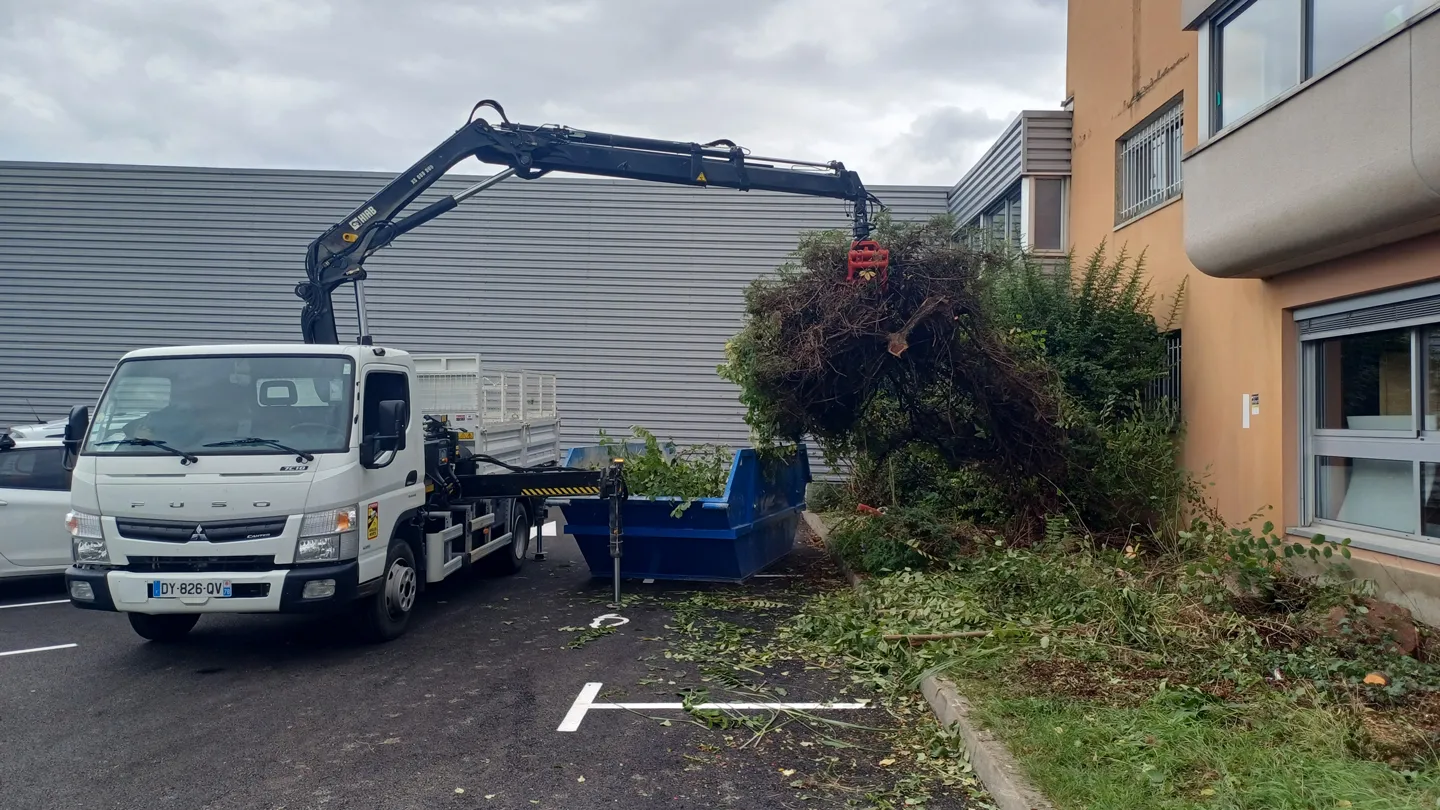 Suppression d'une haie de pyracantha dans le Rhône