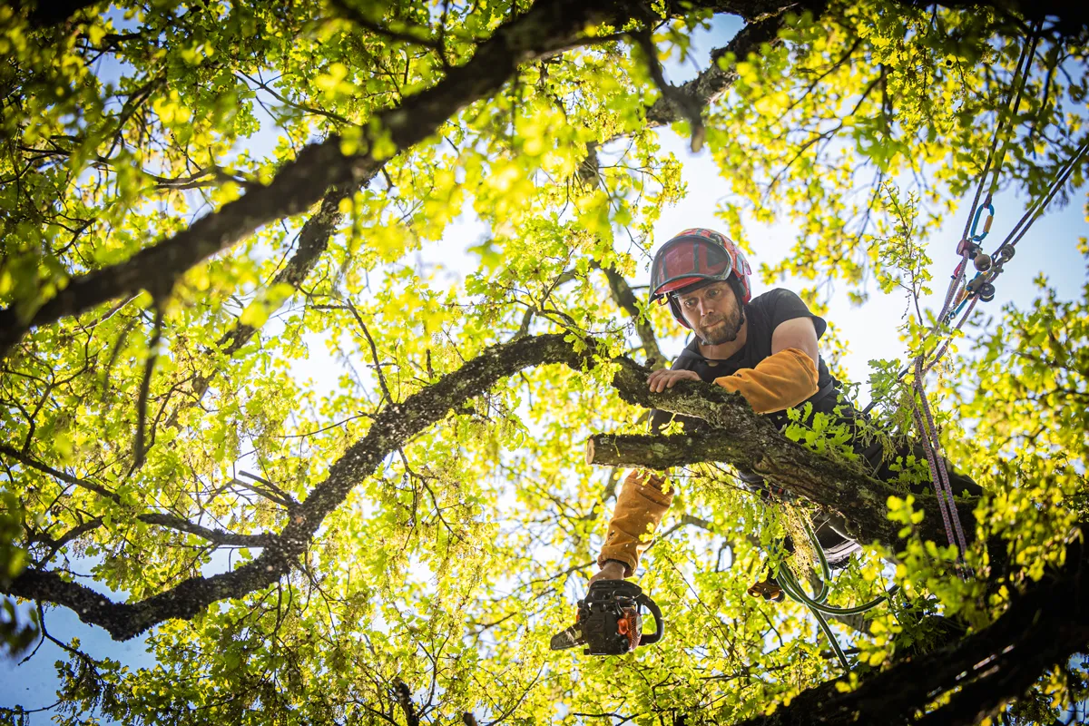 Taille d'arbres avec Canopée Élagage