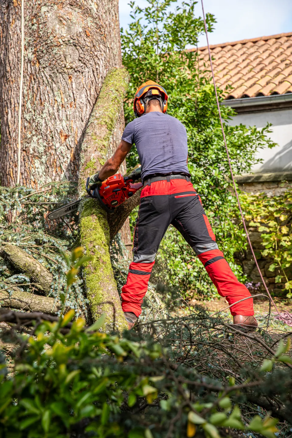 Travail d’élagueur à la tronçonneuse sur une branche d’un cèdre